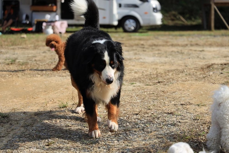 링크독 애견캠핑장(Link dog 애견캠핑장) 시설 사진 19