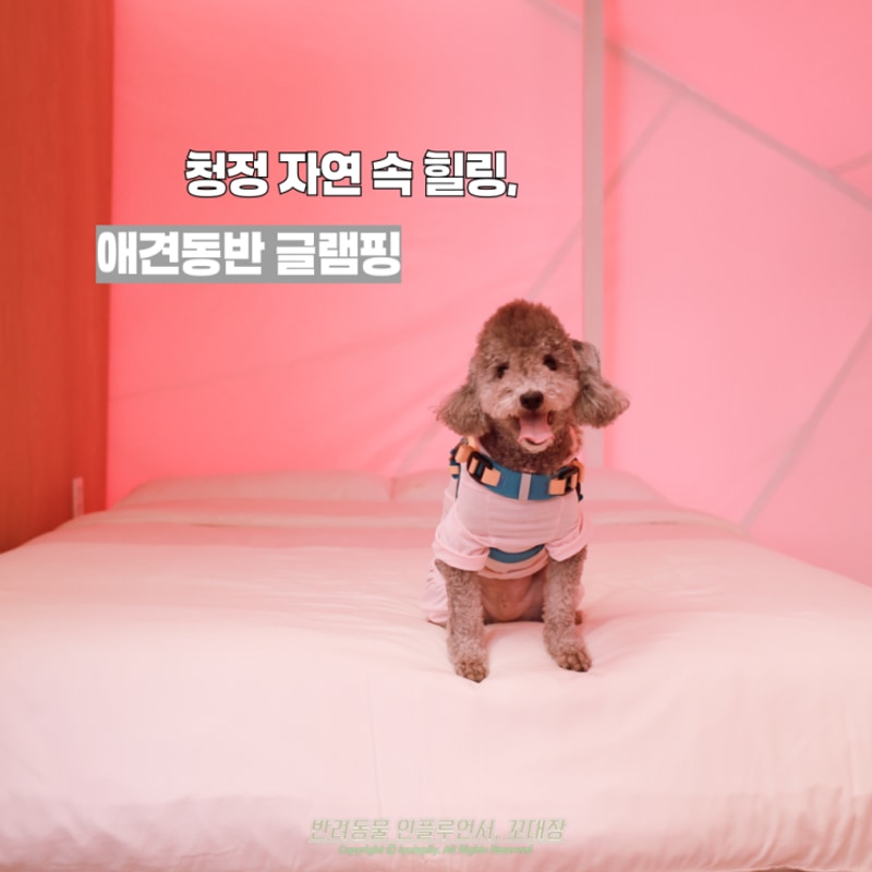 홍천글램핑 애견 동반 가기 좋은 바누 글램핑