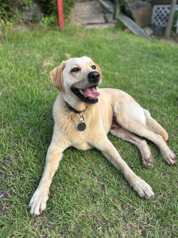 [충남 보령 여행] 무창포카라반파크 리트리버 강아지 가을이가...