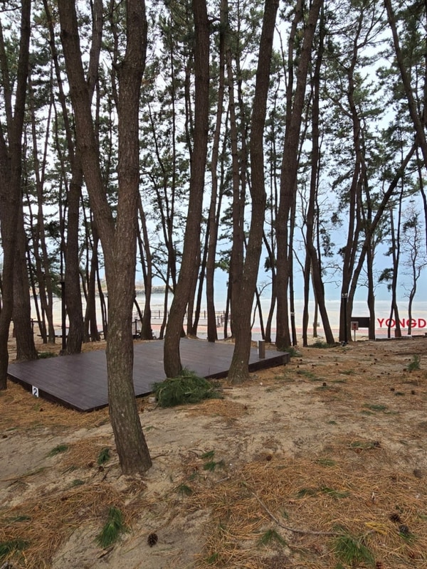 보령 용두해수욕장 숲속 야영장 야유회