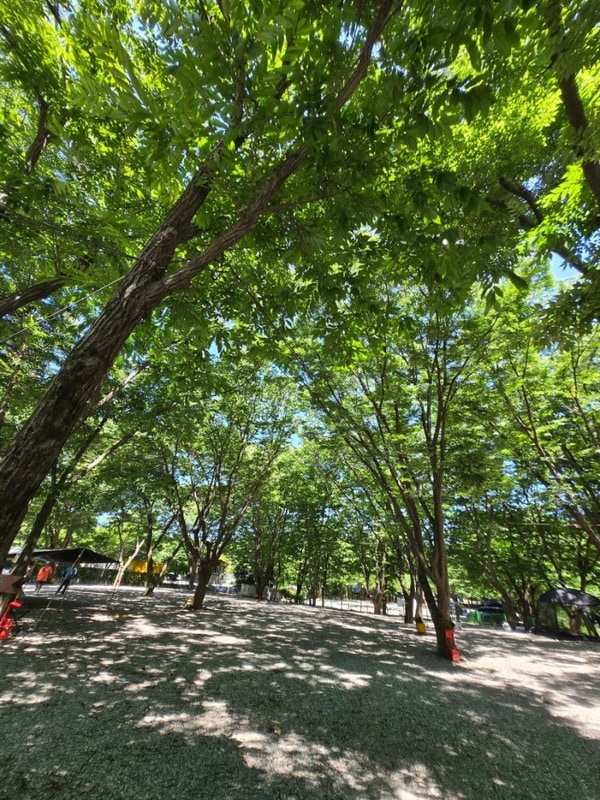 가평캠핑 자연 가득했던중바위캠핑장 다녀왔어요