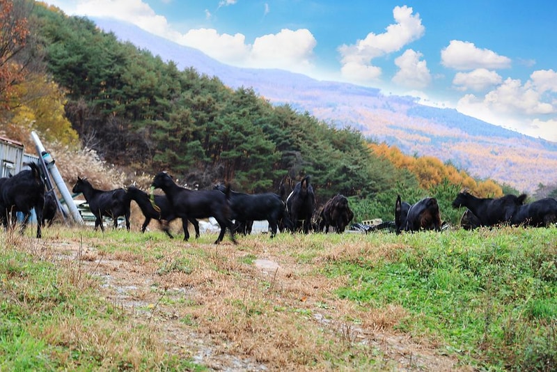 산너미목장 시설 사진 8