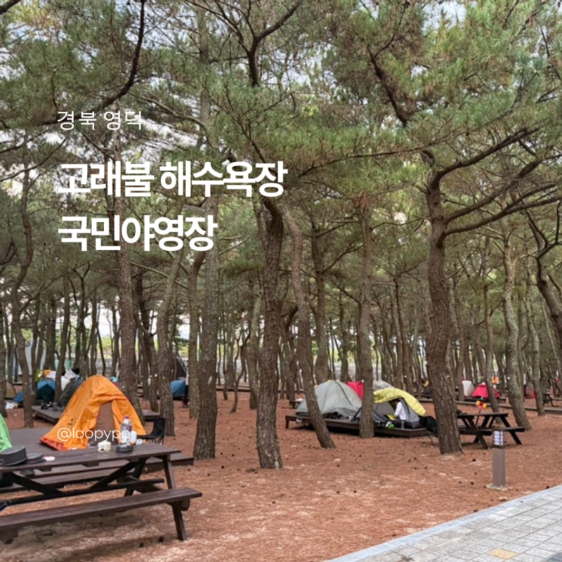 영덕 고래불 국민야영장 해수욕장 일출 명소 캠핑장 추천