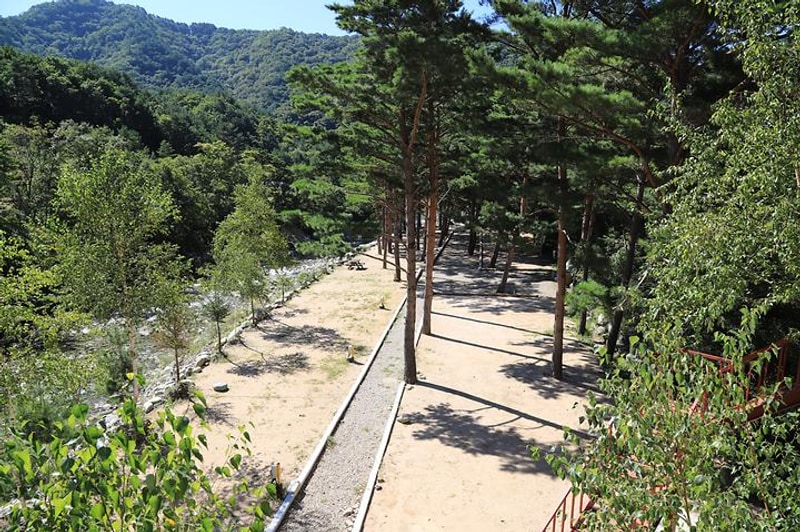 샘골솔밭야영장 대표 사진