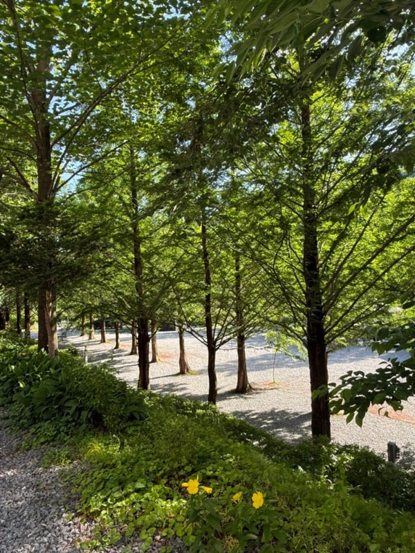 [강원 영월] 더좋은날n캠핑️ 시설 좋은 깨끗한 캠핑장 (feat....