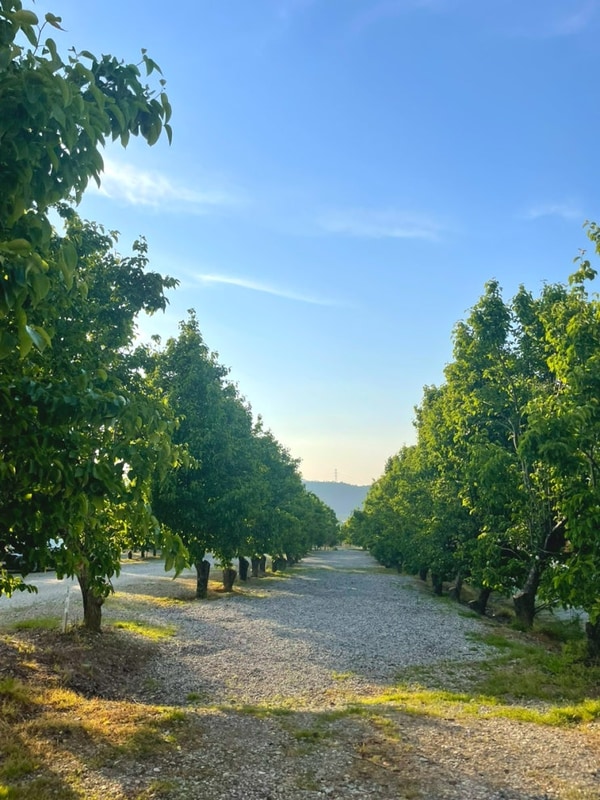 예산 팜앤투어캠핑장 A7 명당사이트 가족캠핑장 추천