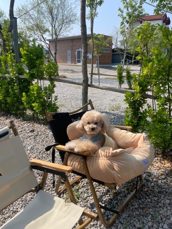 전북 부안 애견동반 숙소&캠핑장_바다야영장