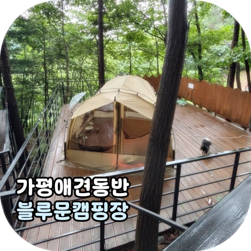 가평 애견동반 블루문캠핑장_숲속14번