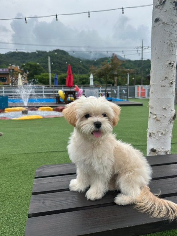 포천애견글램핑 서울근교 애견동반 쏘쿨이네글램핑