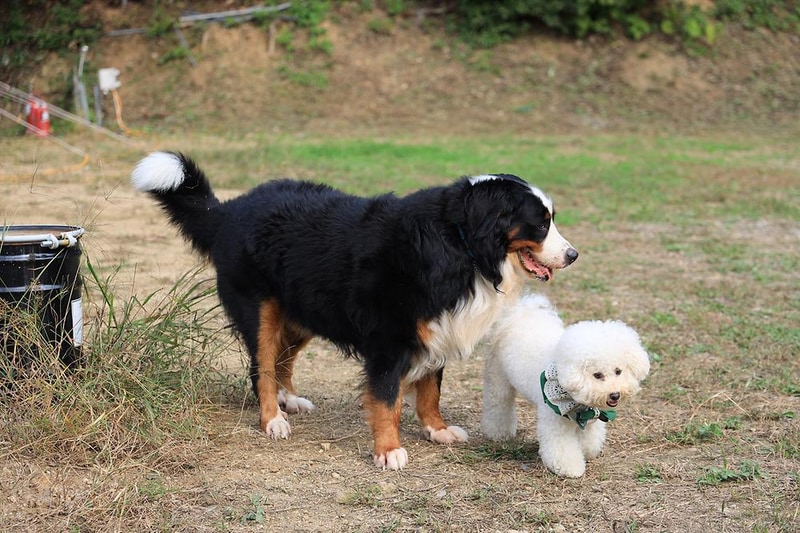 링크독 애견캠핑장(Link dog 애견캠핑장) 시설 사진 17