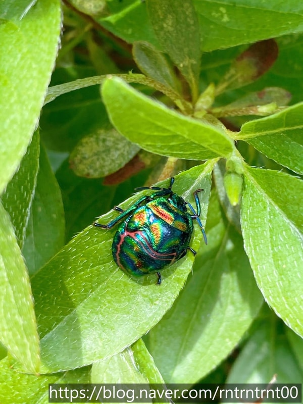 중랑가족캠핑장 가는 길, 꽃과 곤충이 보여주는 자연의...