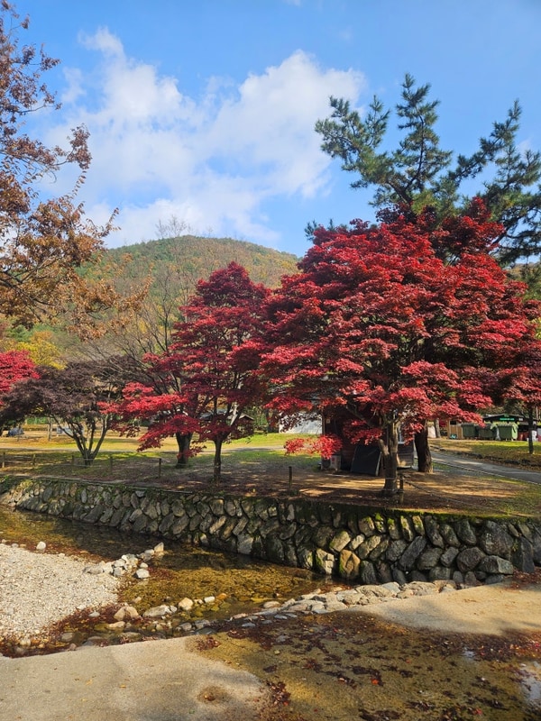 취사 가능한 무료 노지 캠핑장 추천 경북 구미 금오산야영장