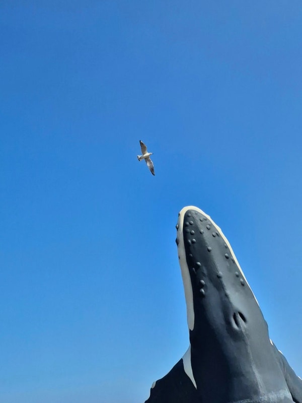 경북 영덕 걷기 좋은 동해바다 해변 고래불국민야영장 동해...