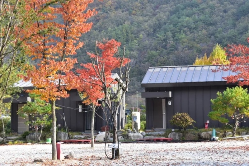 정선 애견동반 가능 캠핑장 '파인트리 캠핑장' 가을 캠핑 후기...