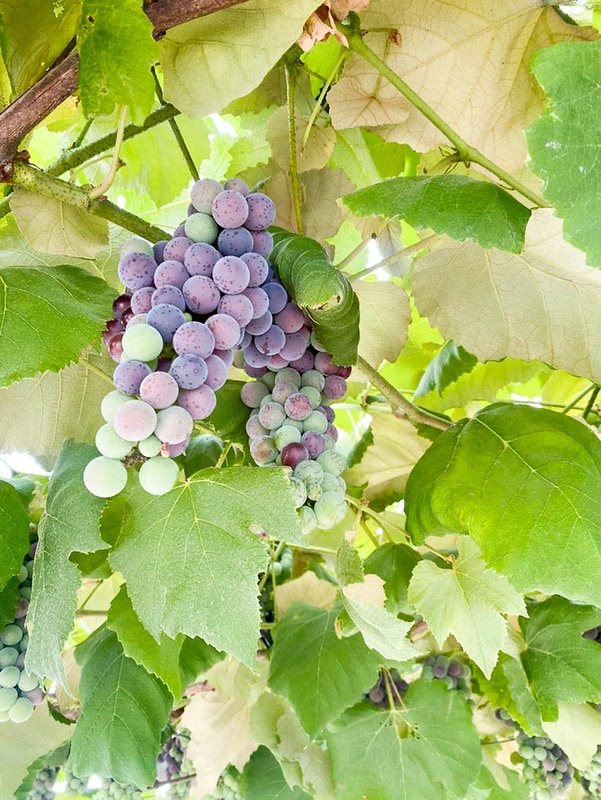 포도길 캠핑장 시설 사진 2