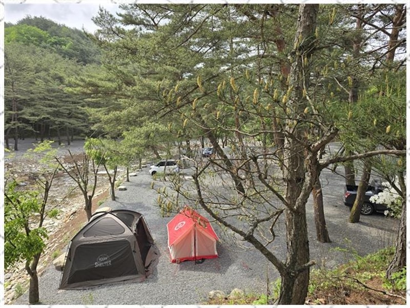영월캠핑 자연 속 힐링, 영월 소나무와계곡캠핑장 체험기