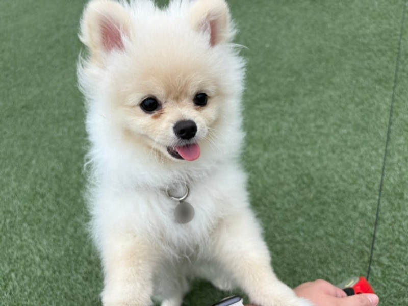 용인 골드펫리조트 애견 동반 카라반 내돈내산 이용후기