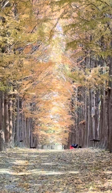 늦가을 캠핑 보보스캇 팬션 캠핑장과 영월 섶다리