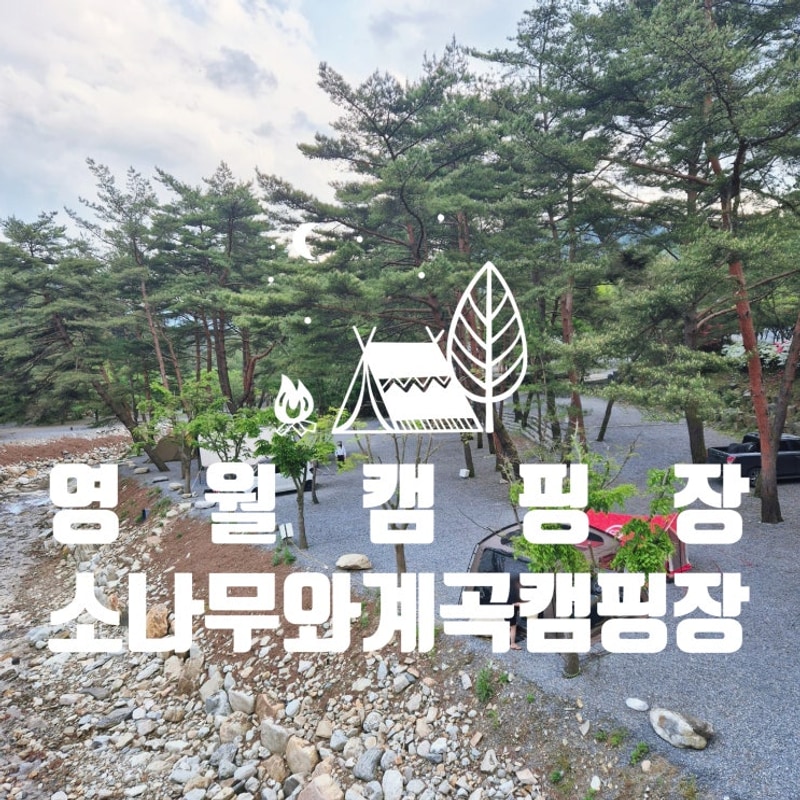 영월계곡캠핑장 소나무와계곡 캠핑장 물좋고 깔끔하게 관리