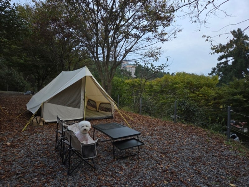 [충남 태안] 굼벵이캠핑장- E1 사이트 반려견동반...