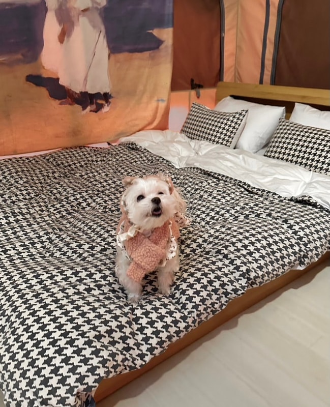 서울근교애견글램핑펜션 서산펫앤트리펜션 애견동반 소형견 후기