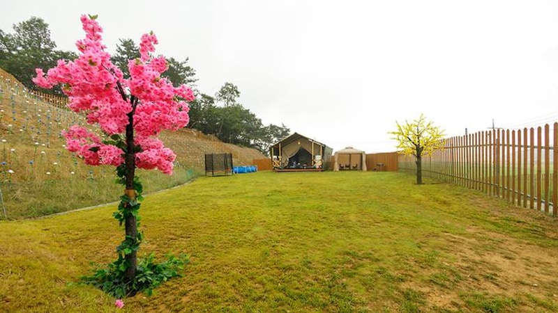 도그팰리스 애견동반글램핑 대표 사진