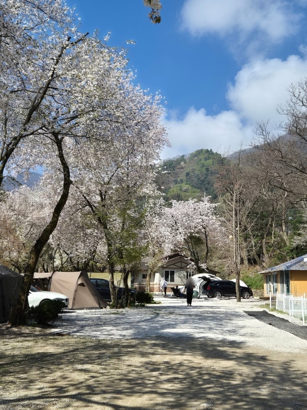 포천 애견동반캠핑장 '딥포레스트 캠핑장' 벚꽃캠핑 (소담2...