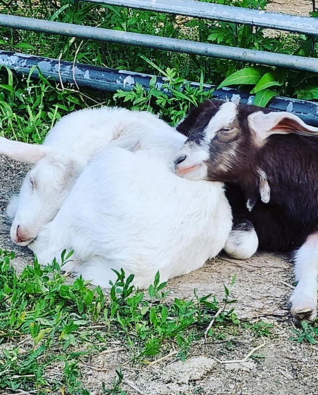 반달곰이 살던 숲 시설 사진 8