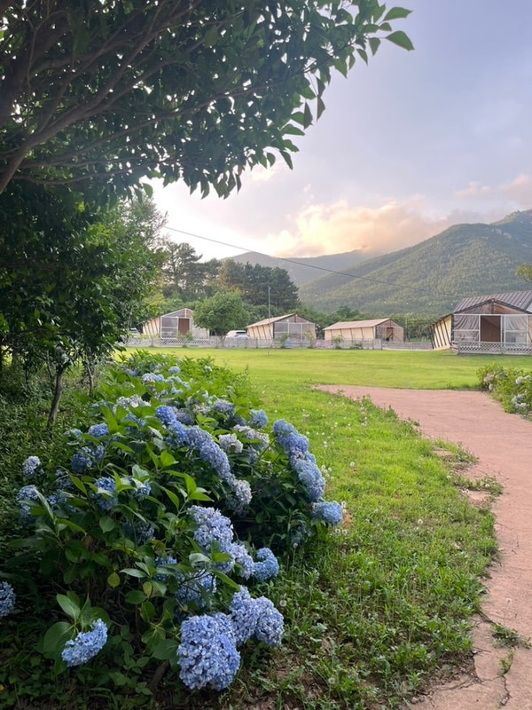 [장흥] 애견동반!! 수영장과 수목원이 있는  / 땡땡이글램핑