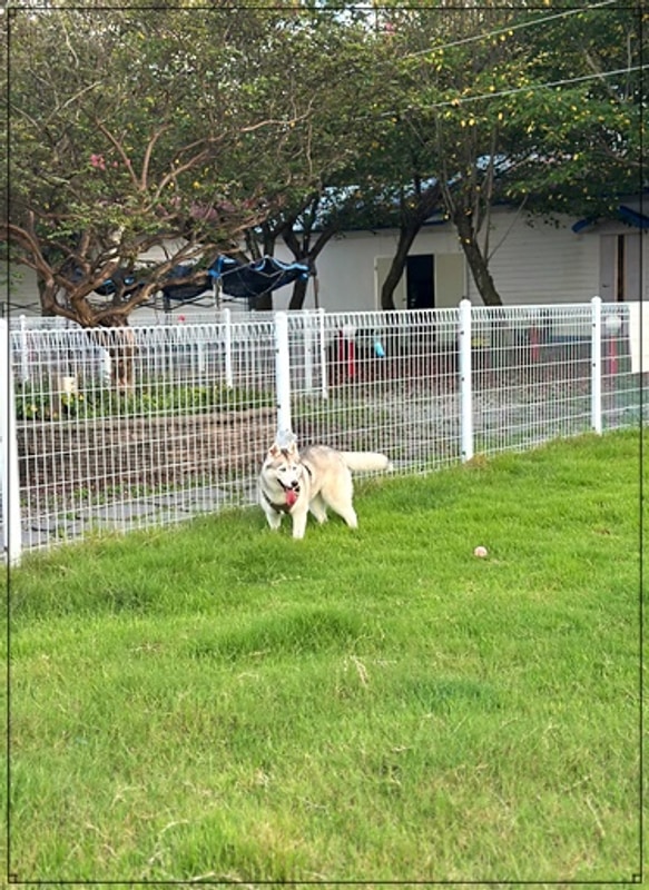 서산펫앤트리펜션- 강아지랑 떠나는 행복한 글램핑 여행!