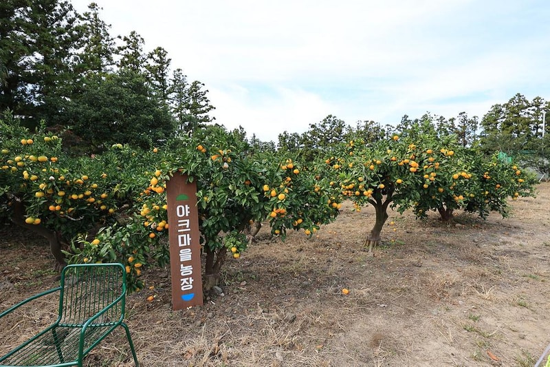 야크마을 제주 시설 사진 10