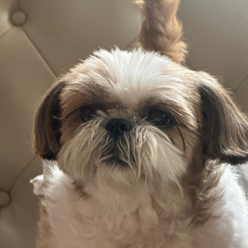 칠곡캠핑장 경북 왜관 애견동반 가능한 하이스트글램핑