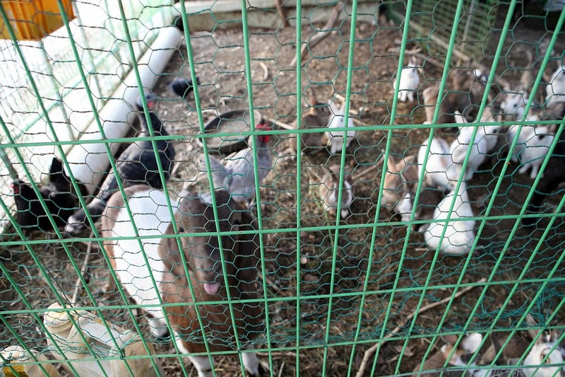 정광산 관광농원 시설 사진 2