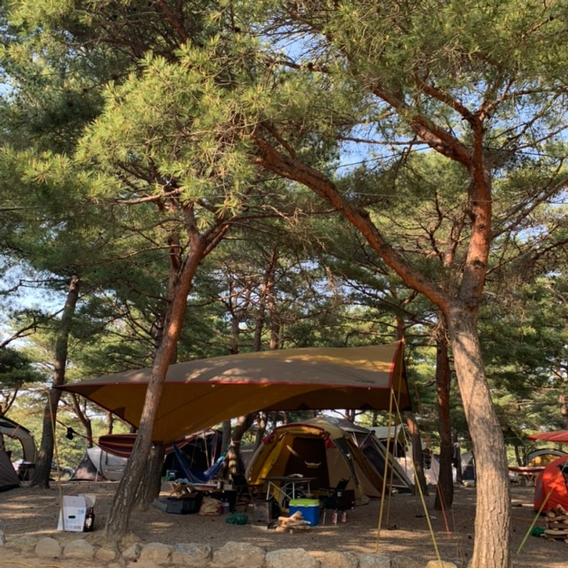 봄 캠핑️(양양 북분솔밭캠핑장)