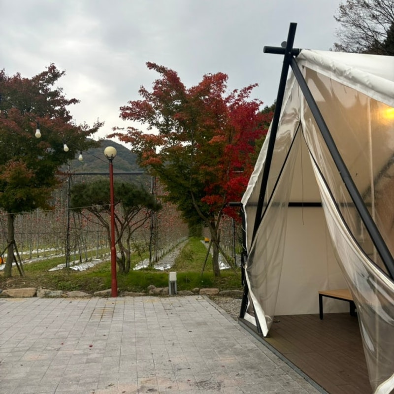 [장성 숙소] 애플 글램핑 | 광주 근교 캠핑 텐트 이용꿀팁 가을...