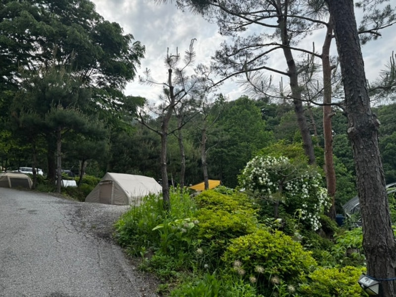 강원도 오토캠핑장, 명봉산 솔밭 관광농원 오토캠핑장...