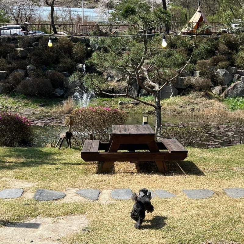 포천 봄 벚꽃캠핑, 달사랑캠핑장 반려견동반 솔직후기