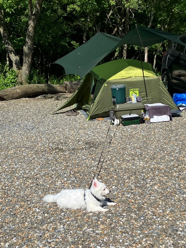 [캠핑] 깨끗한 반려동물 동반 가능 캠핑장 횡성 월현 포레스트