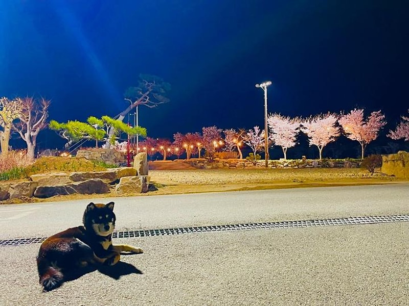 김천실내테니스장 & 김천오토캠핑장 대표 사진