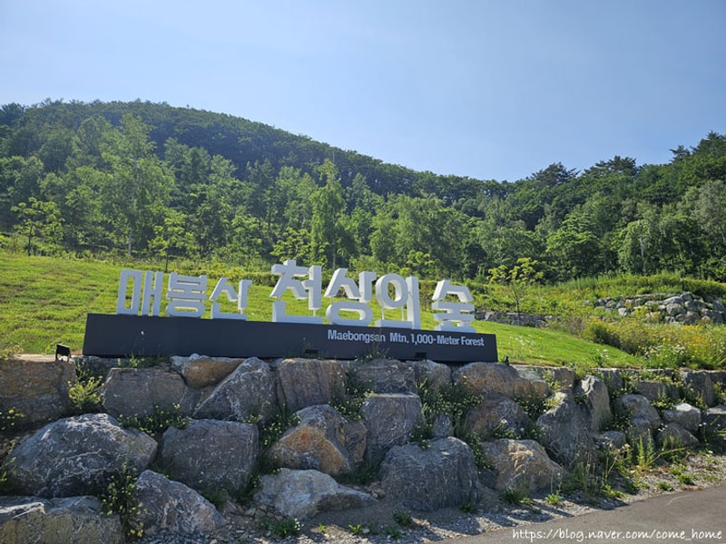 태백 매봉산 천상의숲 캠핑장 _ 21번 (캠핑센터B)