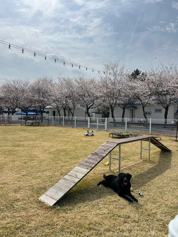 충청도 애견동반 글램핑 대형견 가능 서산 펫앤트리 글램핑