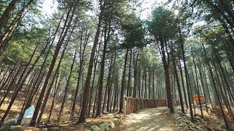 가평 호명산 잣나무숲속캠핑장에서의 완벽한 힐링