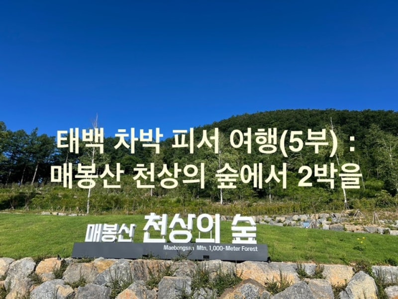 태백 차박 피서 여행(11- 5부) :매봉산 ‘천상의 숲’...
