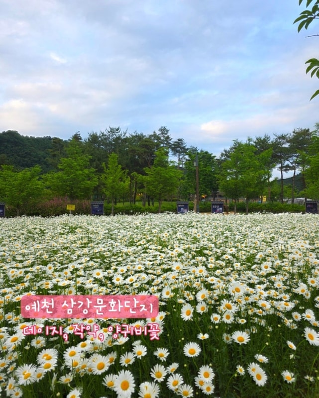 예천 삼강나루캠핑장 예약 경북 꽃구경 삼강문화단지 데이지...