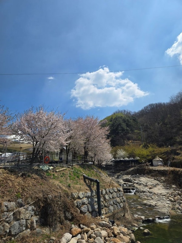 팔공산 캠핑장  군위 솔밭 야영장에서 봄맞이 캠핑하고 왔어요~