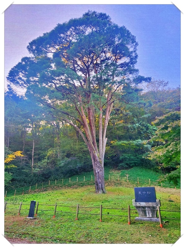정선 회동 솔향캠핑장 숲속 산책과 별빛 아래 휴식 이야기