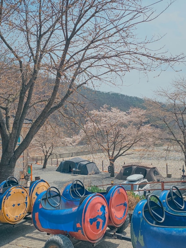 경북 키즈 캠핑장 대구 근교 벚꽃캠핑 성주무지개캠핑장