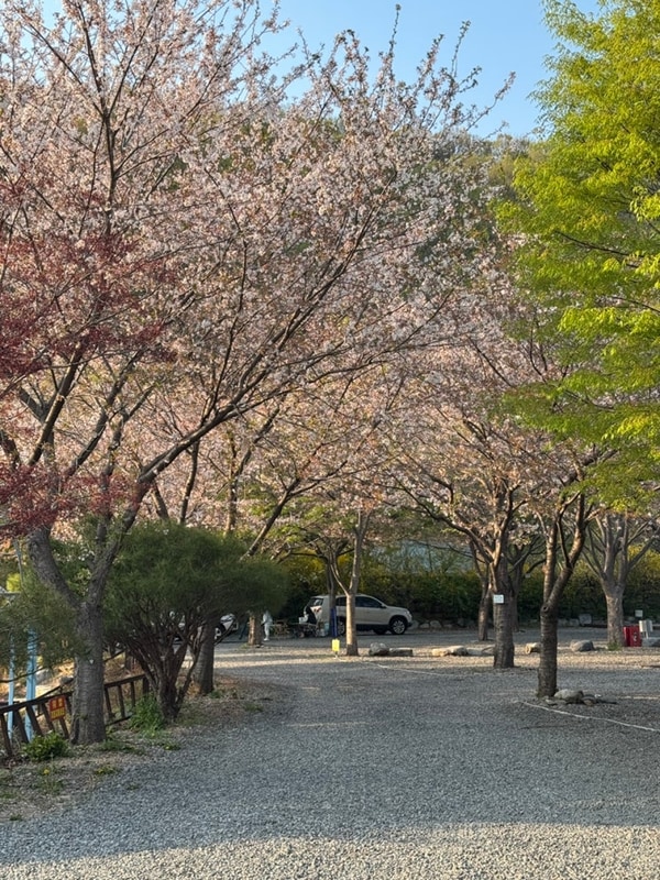 벚꽃 아래서의 힐링 캠핑, 밀양 표충오토캠핑장