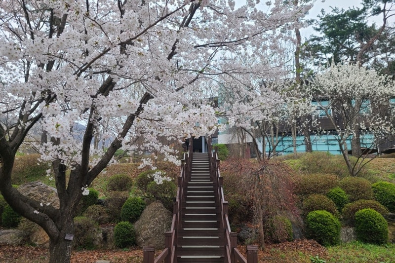 용인 갈만한곳 용인자연휴양림 캠핑 및 야영을 할 수 있는 곳...