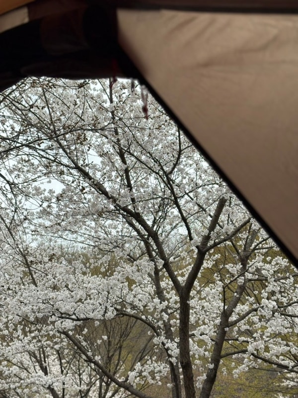 [캠핑] 벚꽃캠 명소 밀양 표충오토캠핑장 후기 및 사이트 추천